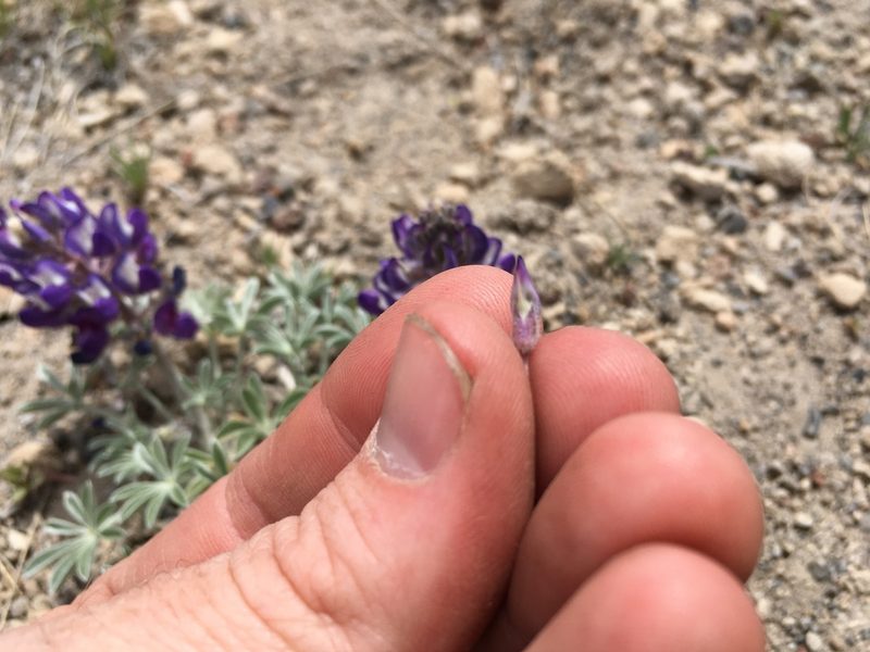 Lupinus duranii, photographed by Martin Purdy