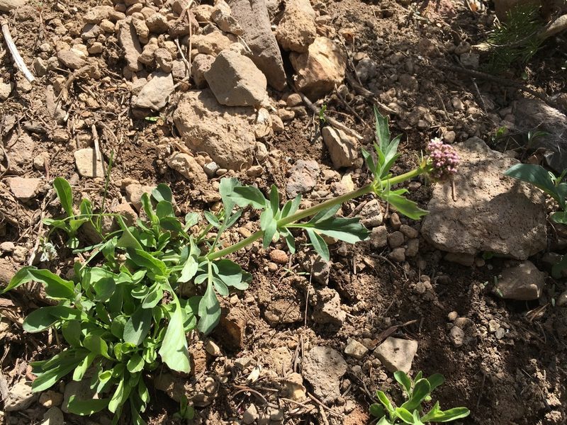 Valeriana californica, photographed by Martin Purdy