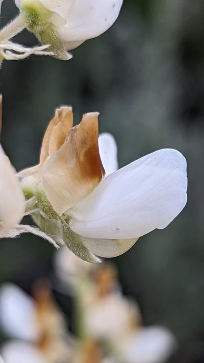 Lupinus barbiger, photographed by Darrin Gobble
