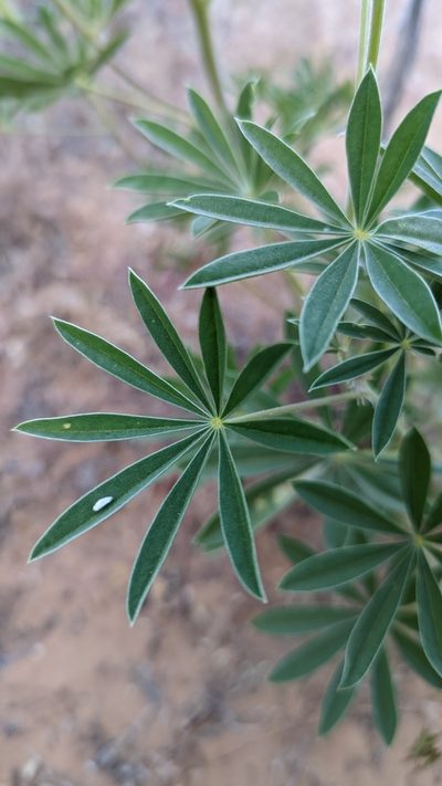 Lupinus barbiger, photographed by Darrin Gobble