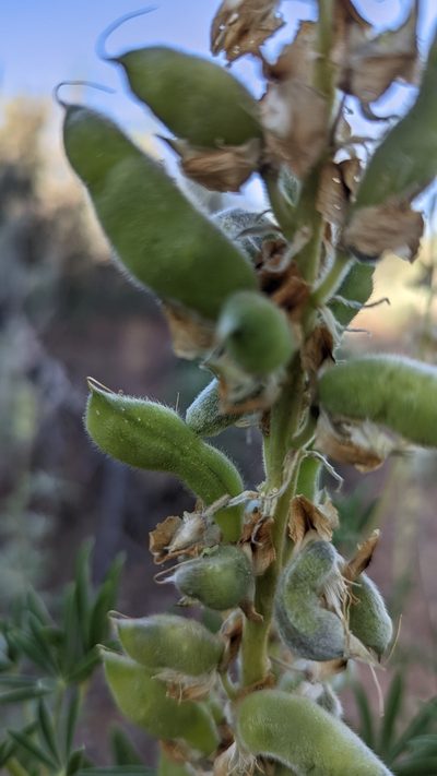 Lupinus barbiger, photographed by Darrin Gobble