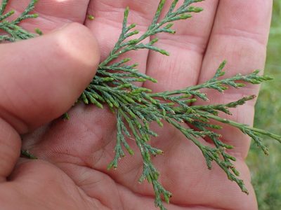 Juniperus scopulorum, photographed by Shane Johnson