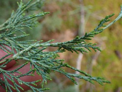 Juniperus scopulorum, photographed by Shane Johnson