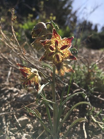 Fritillaria pinetorum, photographed by Martin Purdy