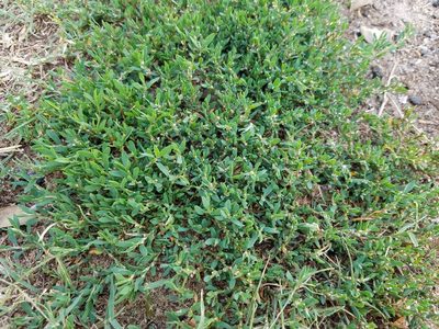 Polygonum aviculare, photographed by Leila Dasher