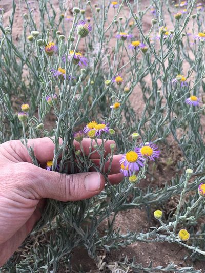 Erigeron breweri, photographed by Martin Purdy