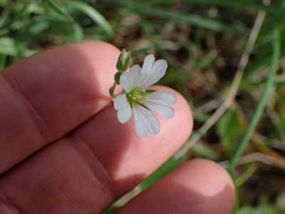 Cerastium arvense, photographed by Shane Johnson