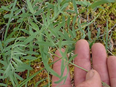 Astragalus miser, photographed by Shane Johnson
