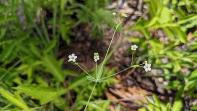 Euphorbia corollata, photographed by Joseph Aubert
