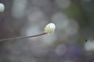 Alternanthera brasiliana, photographed by Douglas
