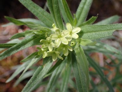 Lithospermum ruderale, photographed by Shane Johnson