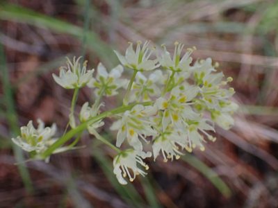 Toxicoscordion venenosum, photographed by Shane Johnson