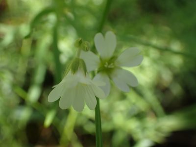 Cerastium arvense, photographed by Shane Johnson