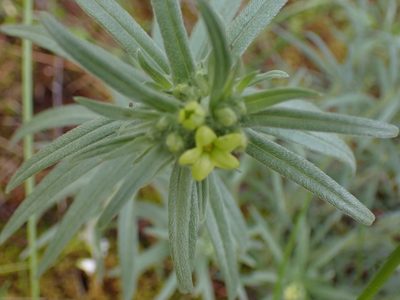 Lithospermum ruderale, photographed by Shane Johnson