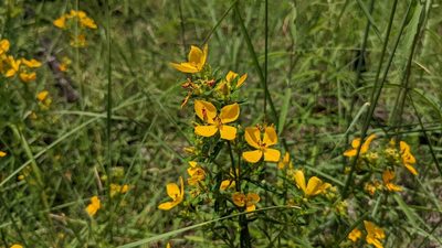 Rhexia lutea, photographed by Joseph Aubert