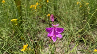 Calopogon tuberosus, photographed by Joseph Aubert