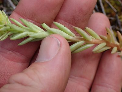 Sedum lanceolatum, photographed by Shane Johnson