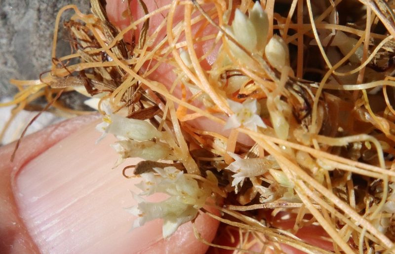 Cuscuta subinclusa, photographed by Millie Basden