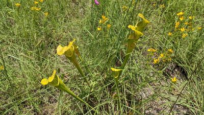 Sarracenia alata, photographed by Joseph Aubert