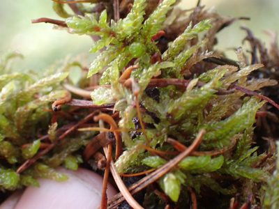 Pleurozium schreberi, photographed by Shane Johnson