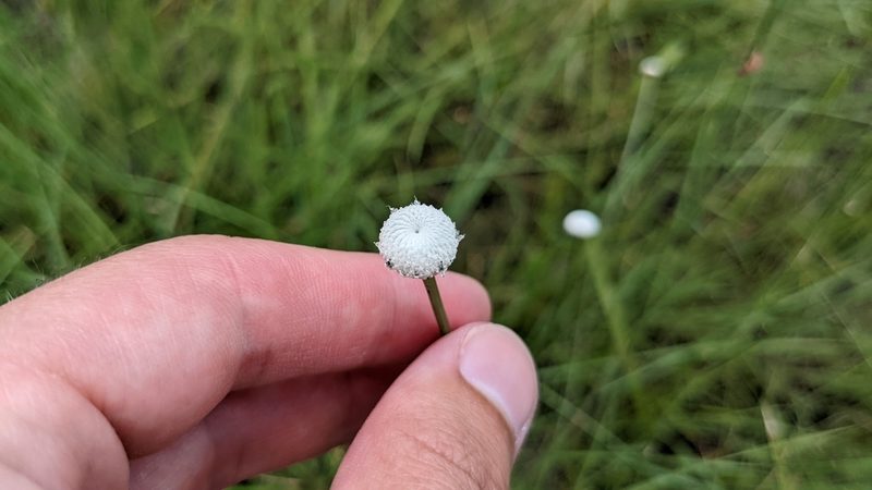Eriocaulon decangulare, photographed by Joseph Aubert