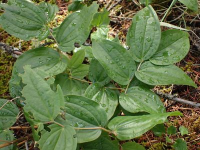 Prosartes trachycarpa, photographed by Shane Johnson