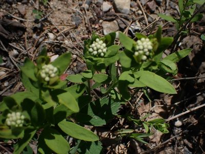 Comandra umbellata, photographed by Mary Krieger