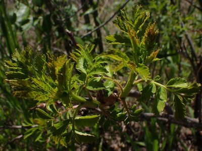 Rhus glabra, photographed by Mary Krieger