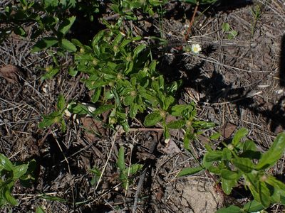 Ceanothus herbaceus, photographed by Mary Krieger