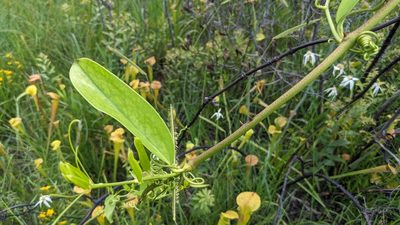 Smilax laurifolia, photographed by Joseph Aubert
