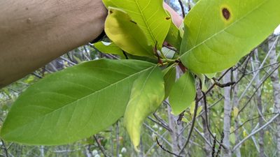 Magnolia virginiana, photographed by Joseph Aubert