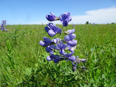 Baptisia australis, photographed by Thomas Koffel