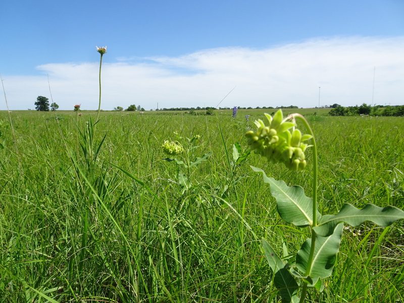 Asclepias meadii, photographed by Thomas Koffel