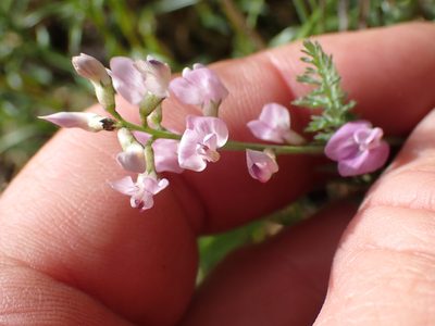 Astragalus miser, photographed by Shane Johnson