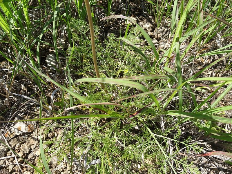 Lomatium foeniculaceum, photographed by Thomas Koffel
