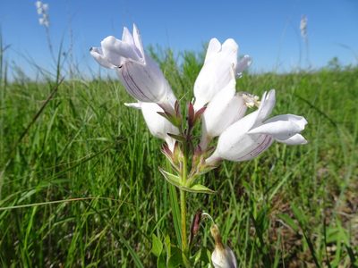 Penstemon cobaea