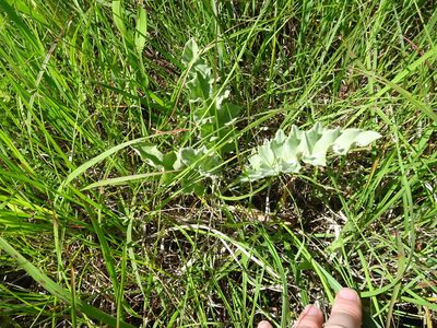 Cirsium undulatum, photographed by Thomas Koffel