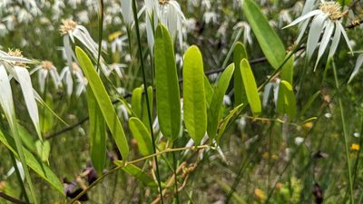 Smilax laurifolia, photographed by Joseph Aubert