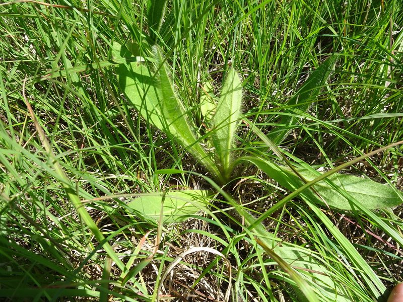 Hieracium longipilum, photographed by Thomas Koffel
