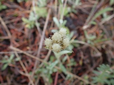 Antennaria umbrinella, photographed by Shane Johnson