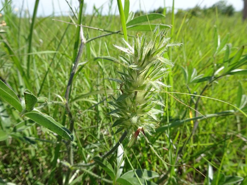 Pediomelum esculentum, photographed by Thomas Koffel