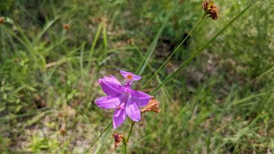 Calopogon tuberosus, photographed by Joseph Aubert