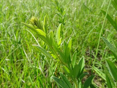 Lespedeza capitata