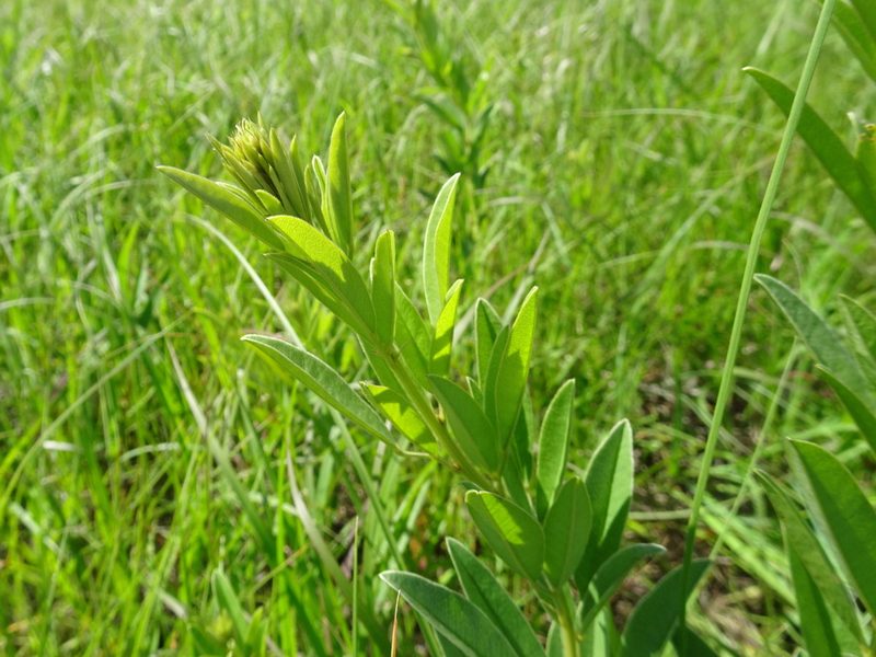 Lespedeza capitata, photographed by Thomas Koffel