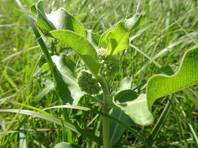 Asclepias viridiflora, photographed by Thomas Koffel