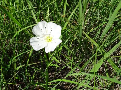 Oenothera speciosa, photographed by Thomas Koffel