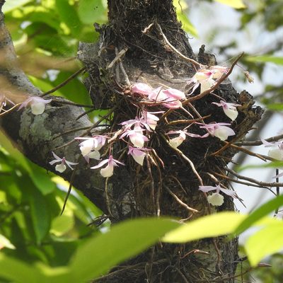 Dendrobium aphyllum, photographed by Paulmathi Vinod