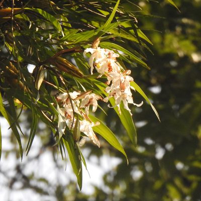 Coelogyne cristata, photographed by Paulmathi Vinod