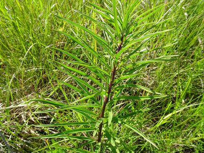 Asclepias hirtella, photographed by Thomas Koffel