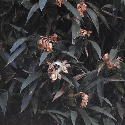 Coelogyne cristata, photographed by Paulmathi Vinod